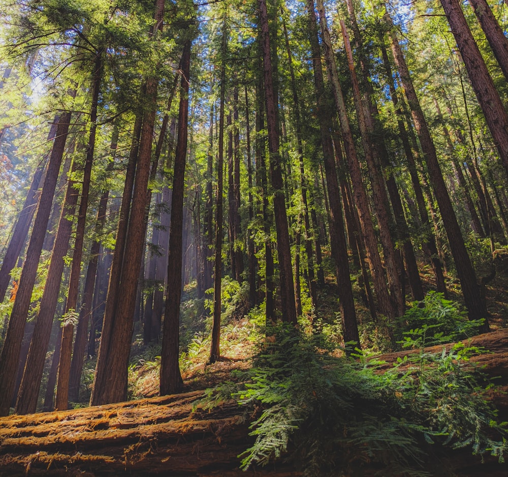 green and brown trees during daytime