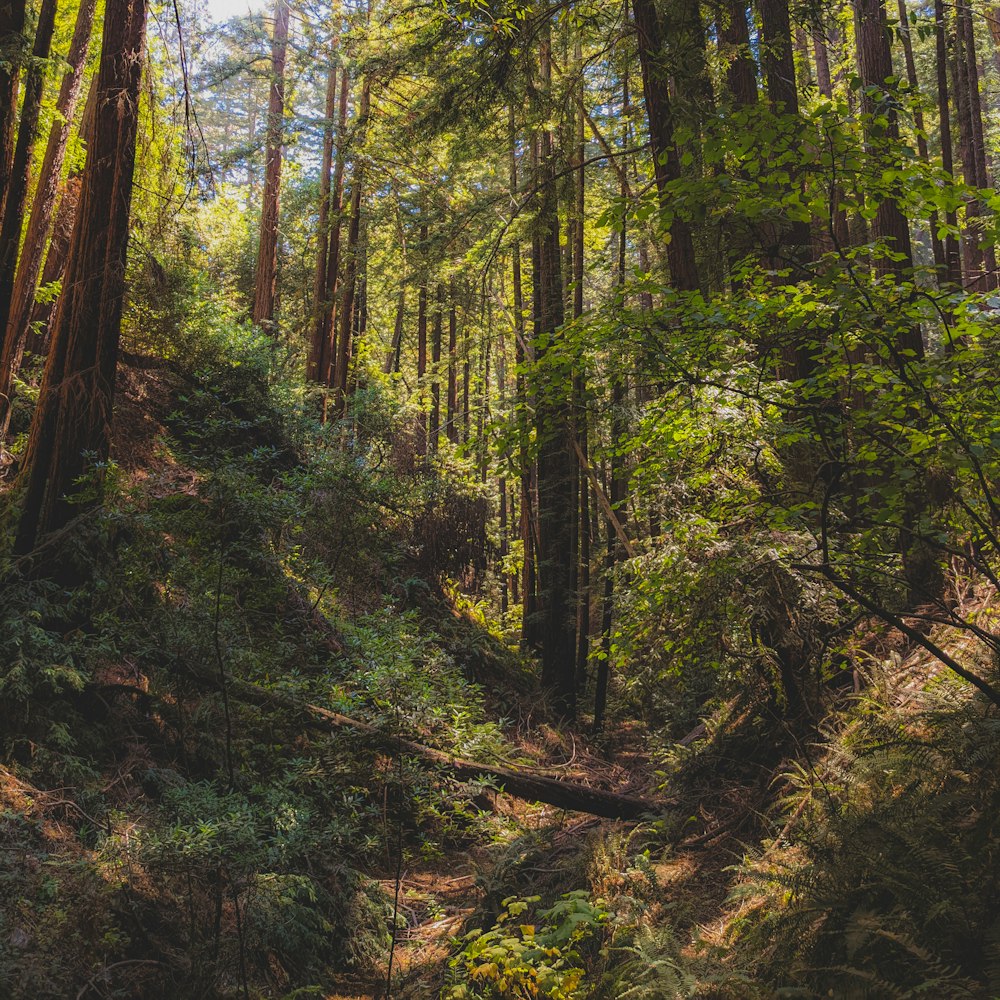 green trees on forest during daytime