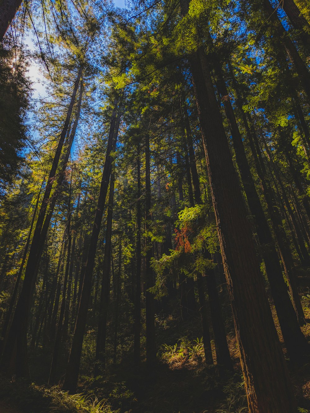 green and brown trees during daytime