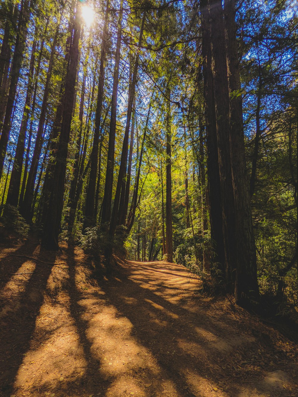 brown pathway between green trees during daytime