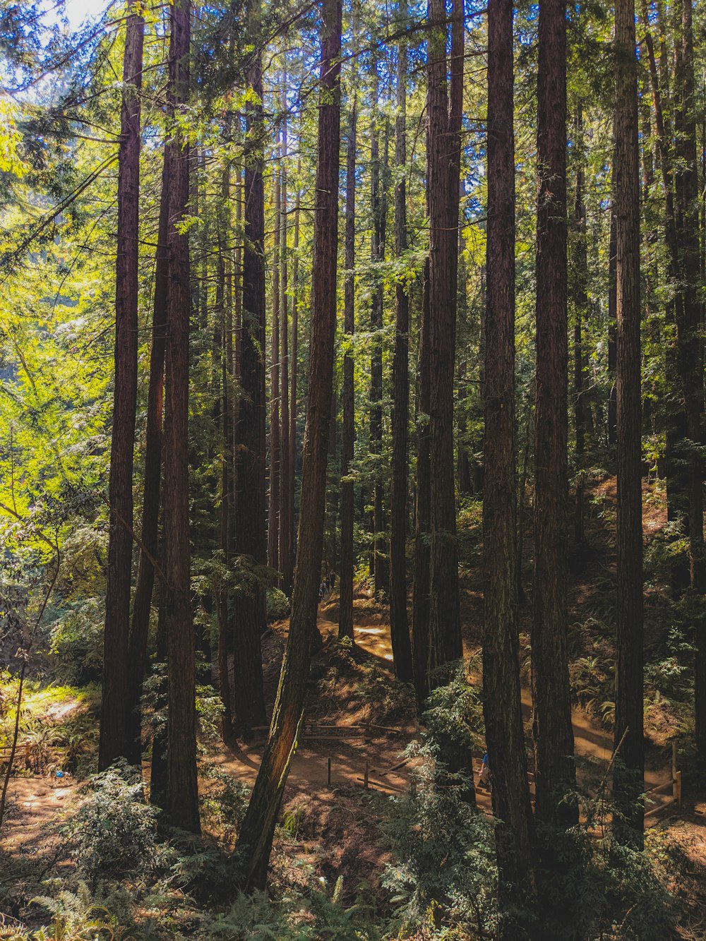 green and brown trees during daytime