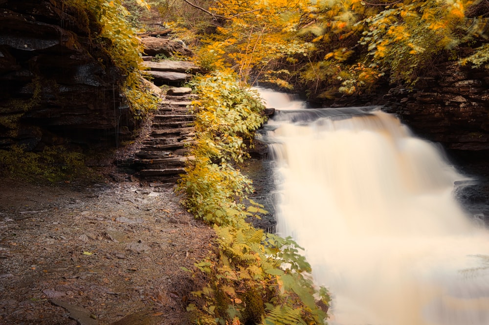 green and yellow trees beside river