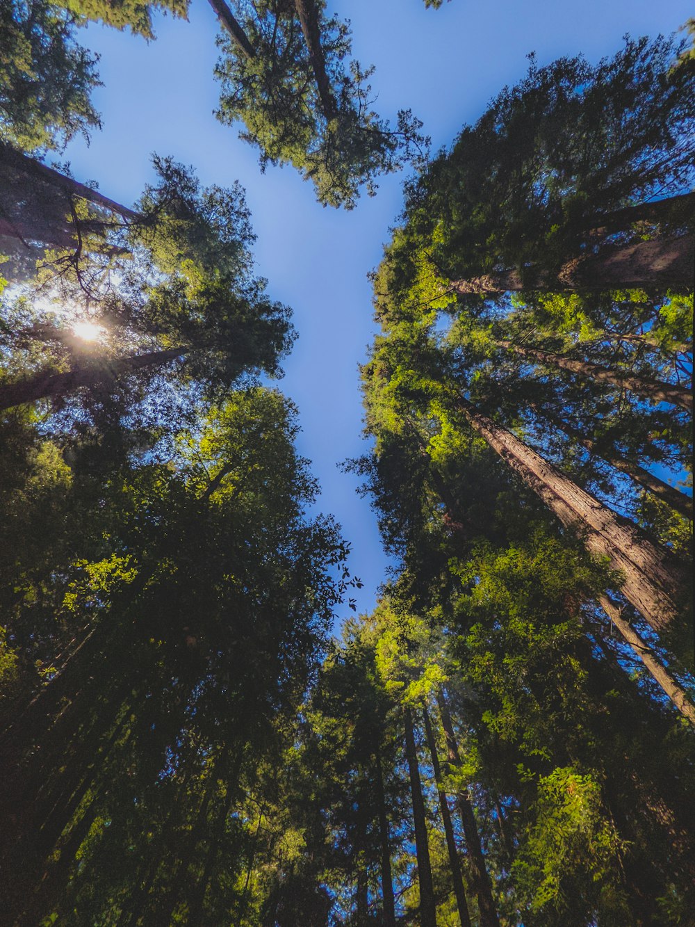 low angle photography of green trees under blue sky during daytime