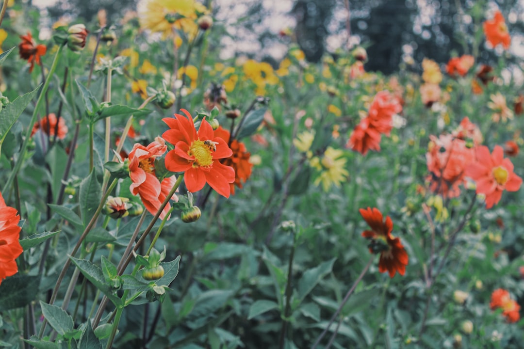 orange flower in tilt shift lens