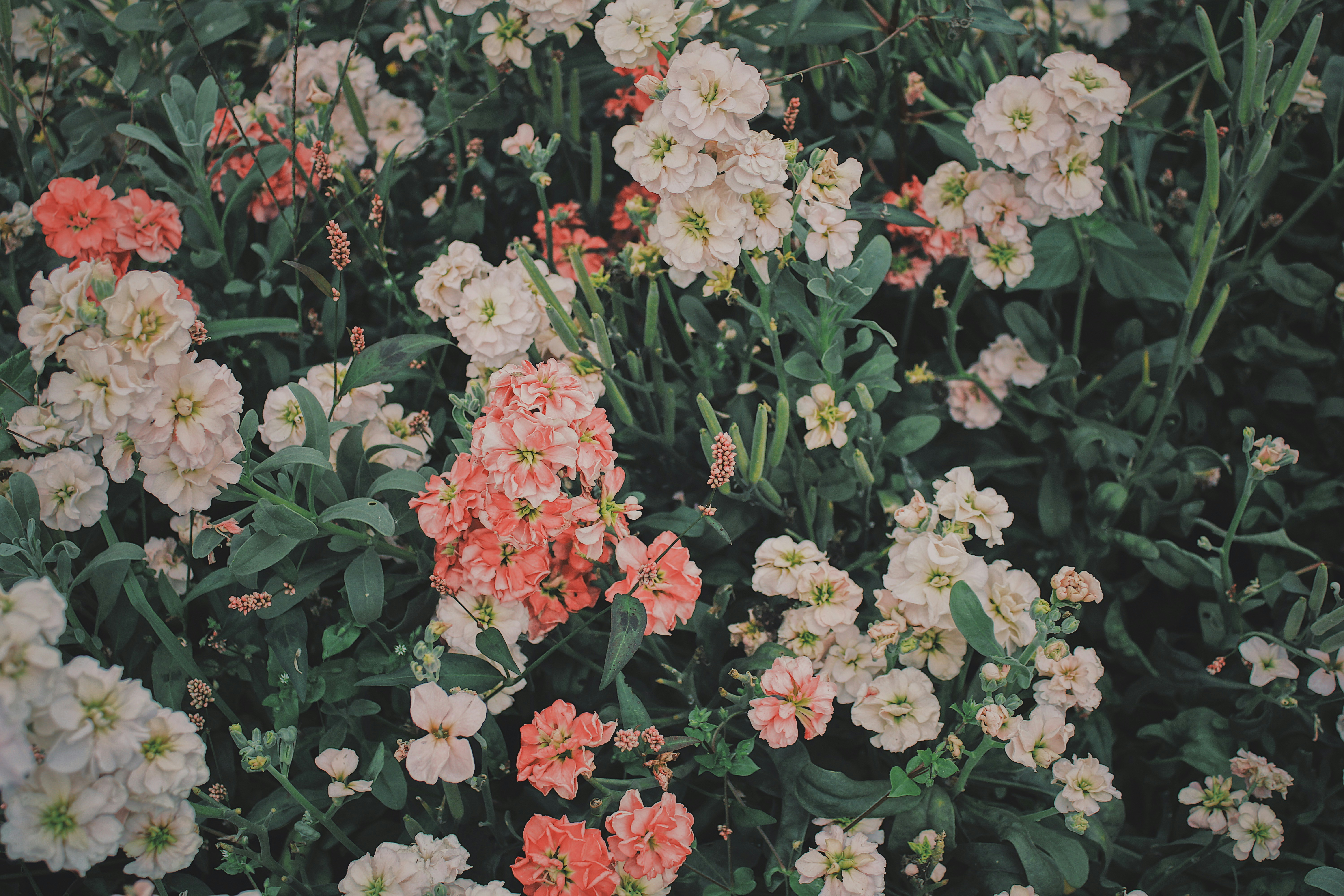 red and white flowers with green leaves