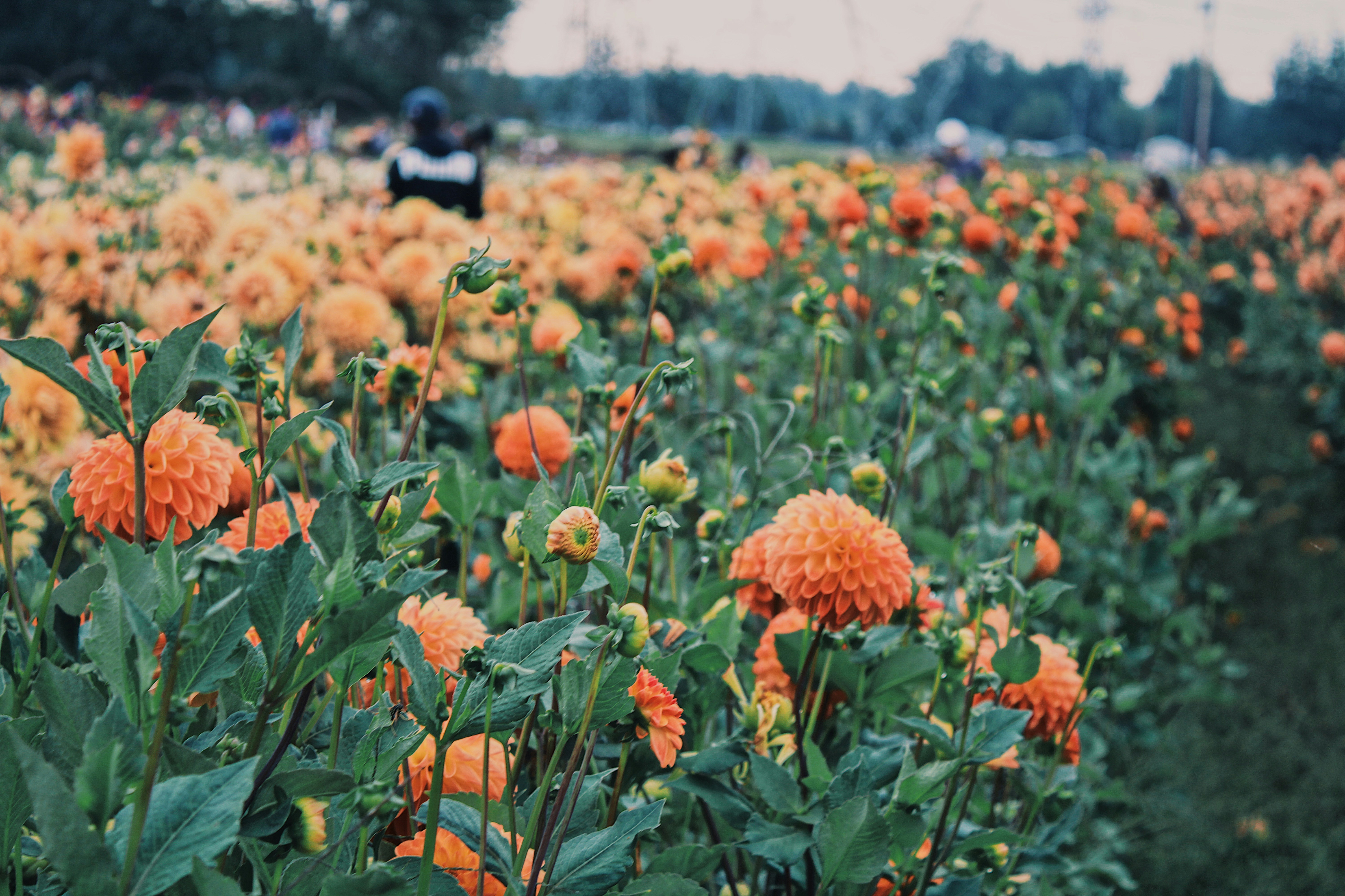 orange flower field during daytime