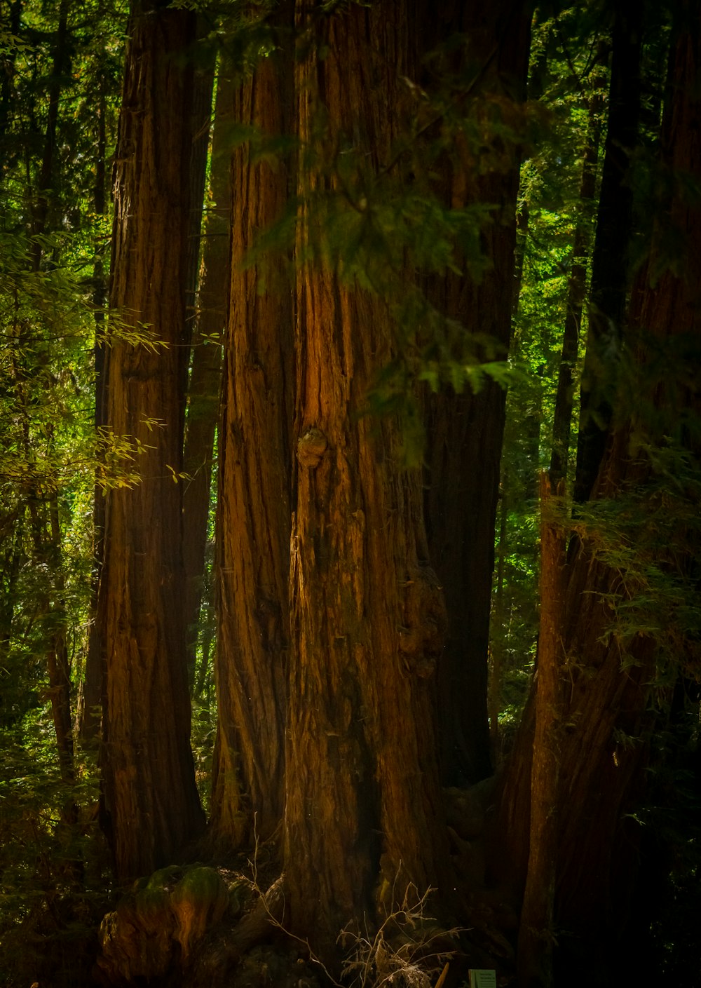 brown tree trunk during daytime