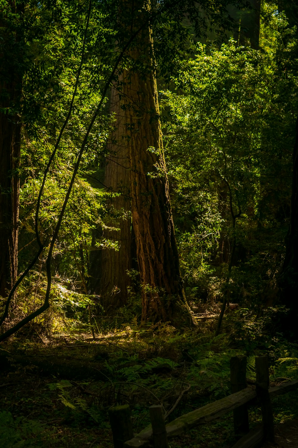 green trees on forest during daytime