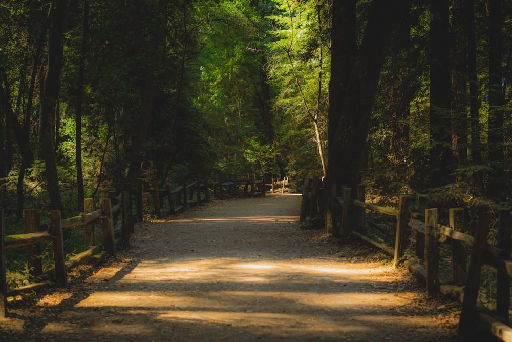 gray pathway in between green trees during daytime