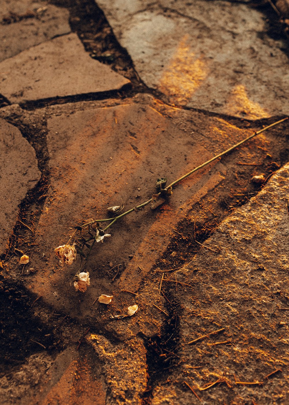 brown dried leaves on brown soil