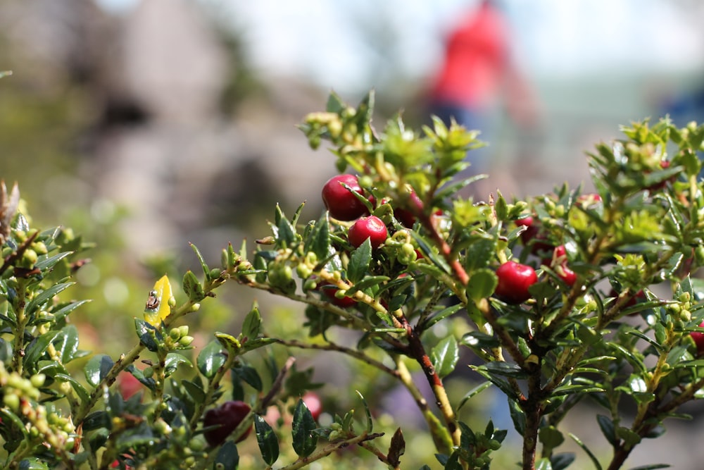 red fruit on green plant