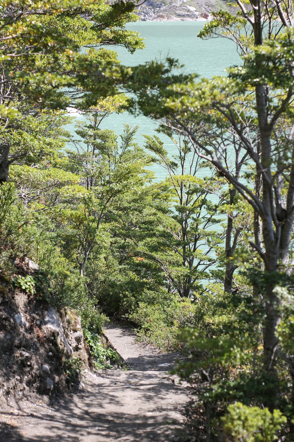 green trees on gray concrete pathway