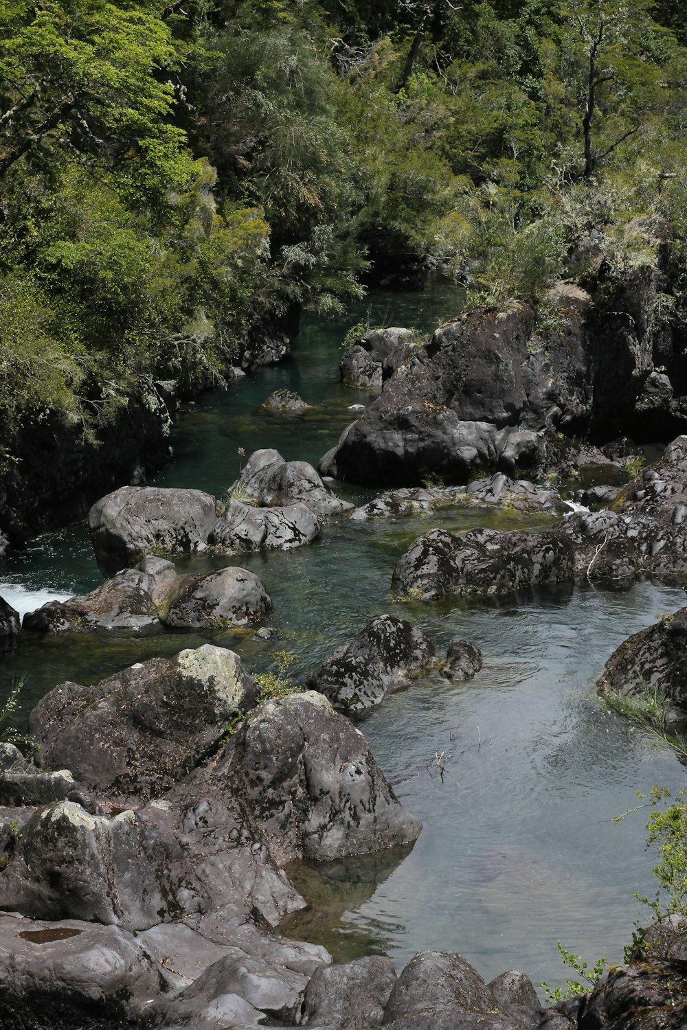 river in the middle of green trees