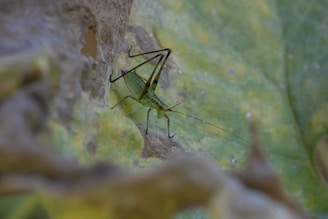 A green insect with long antennae is perched on a textured, green leaf. The leaf has some brown areas and holes, indicating it might be damaged or aged. The insect blends into its surroundings due to its green coloration.