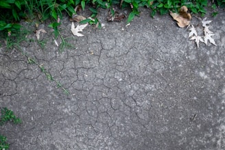 Dry, cracked earth is surrounded by green foliage and a few scattered brown leaves. The texture of the soil suggests aridity and lack of moisture.