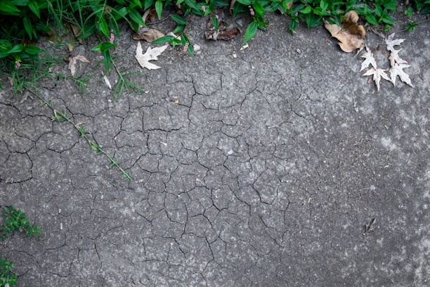 Dry, cracked earth is surrounded by green foliage and a few scattered brown leaves. The texture of the soil suggests aridity and lack of moisture.