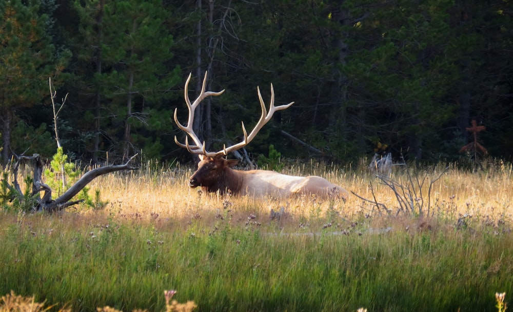 brown moose lying on green grass field during daytime