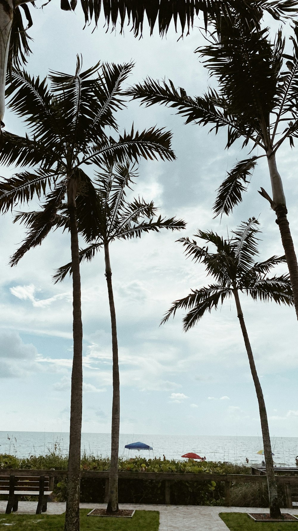 green palm tree under white clouds during daytime