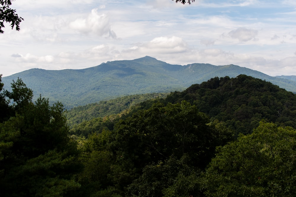 green trees on mountain under white clouds and blue sky during daytime