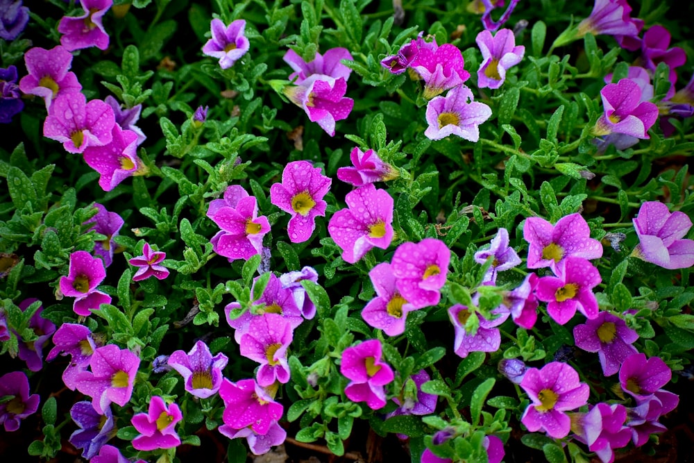 purple flowers with green leaves