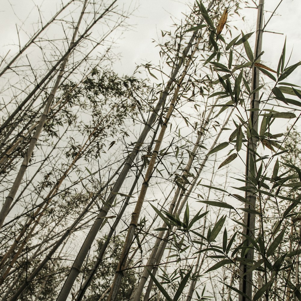 brown leafless tree under white sky during daytime