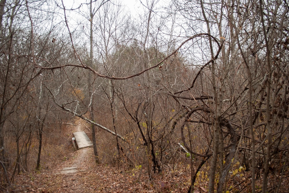 brown bare trees under white sky during daytime