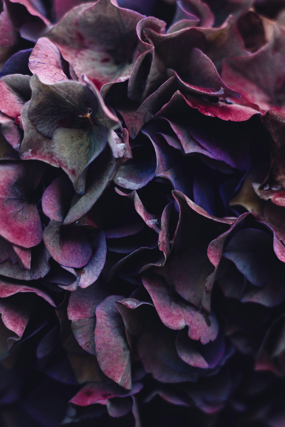 purple and red flower petals