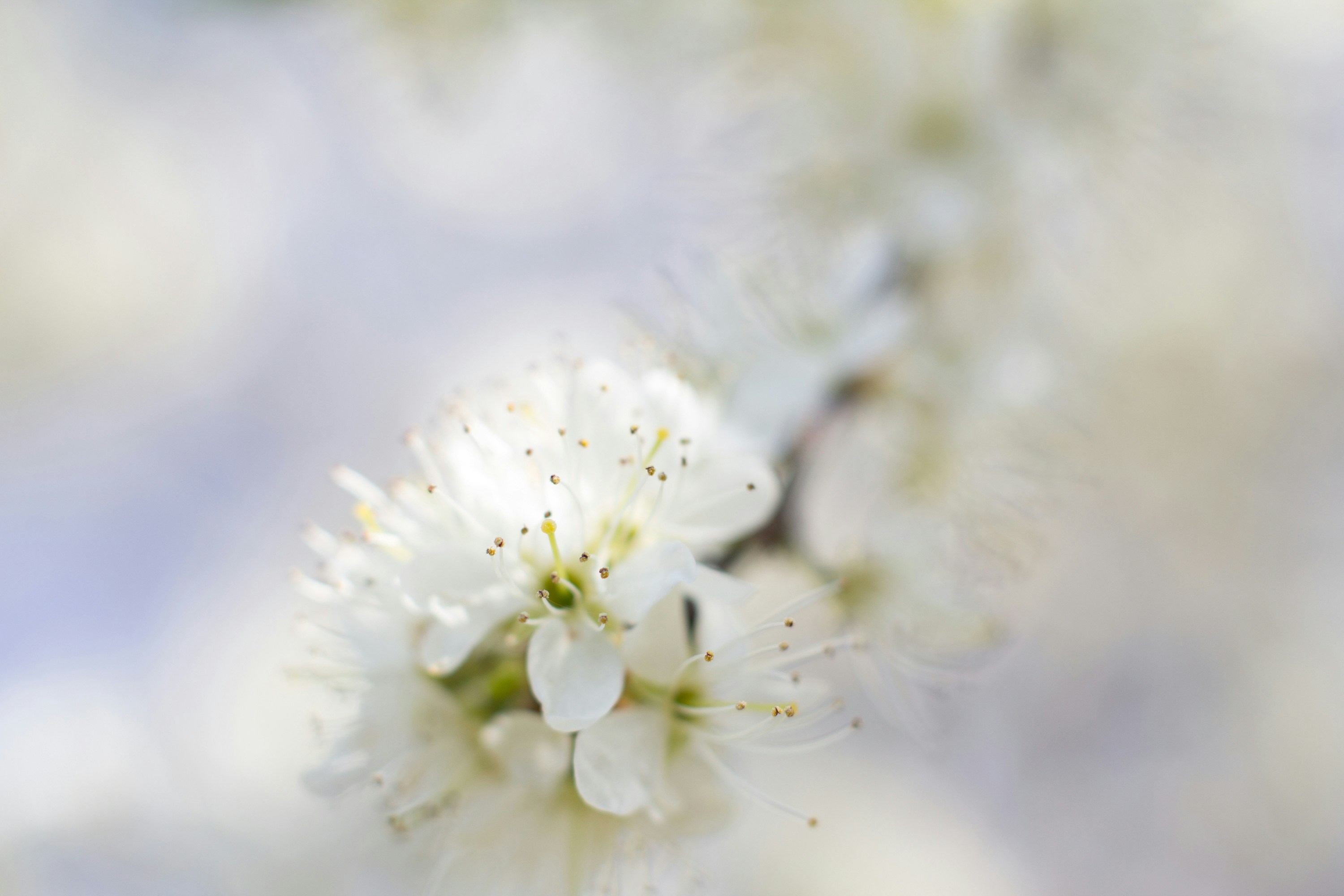 Photo by venczakjanos