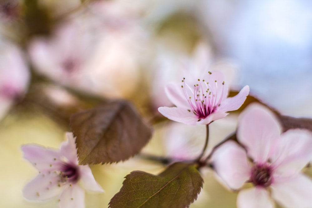 white and purple flower in tilt shift lens