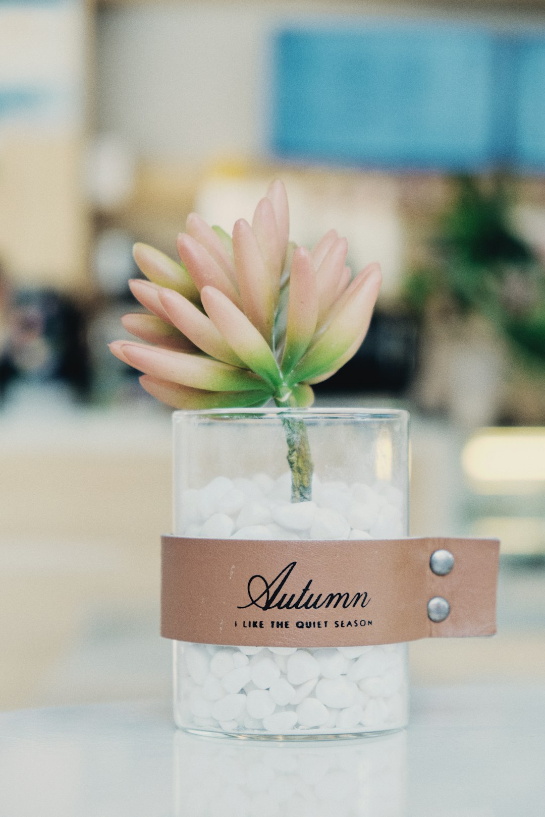 white and pink flower in clear glass jar