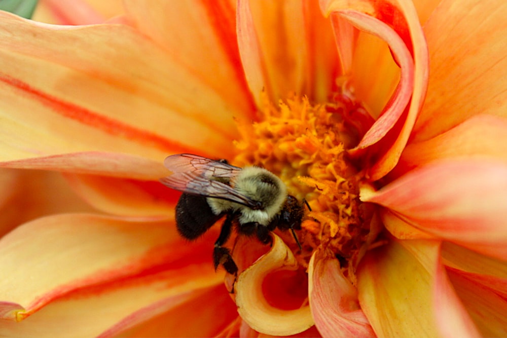 black and yellow bee on orange flower