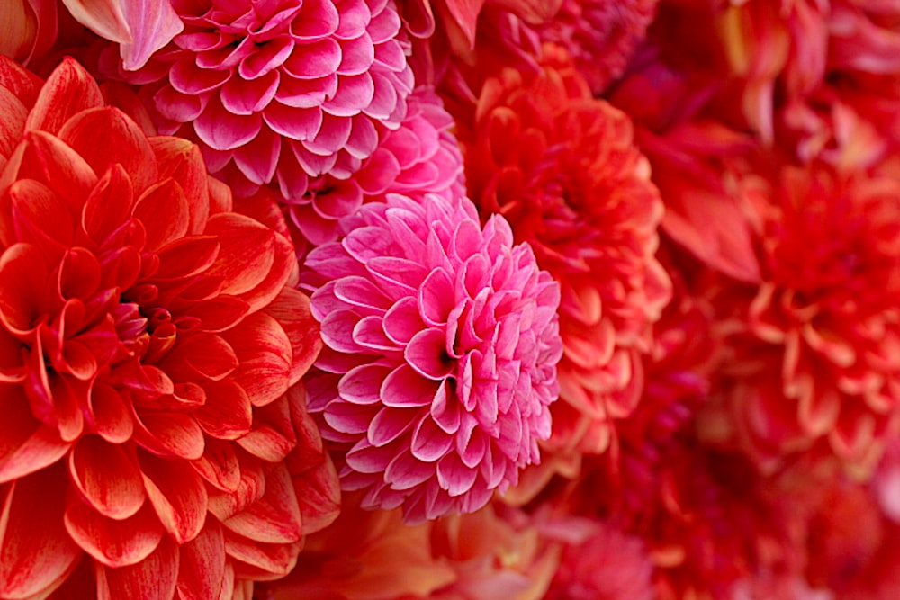 pink flowers in macro shot