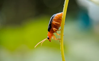 orange and black beetle perched on green stem
