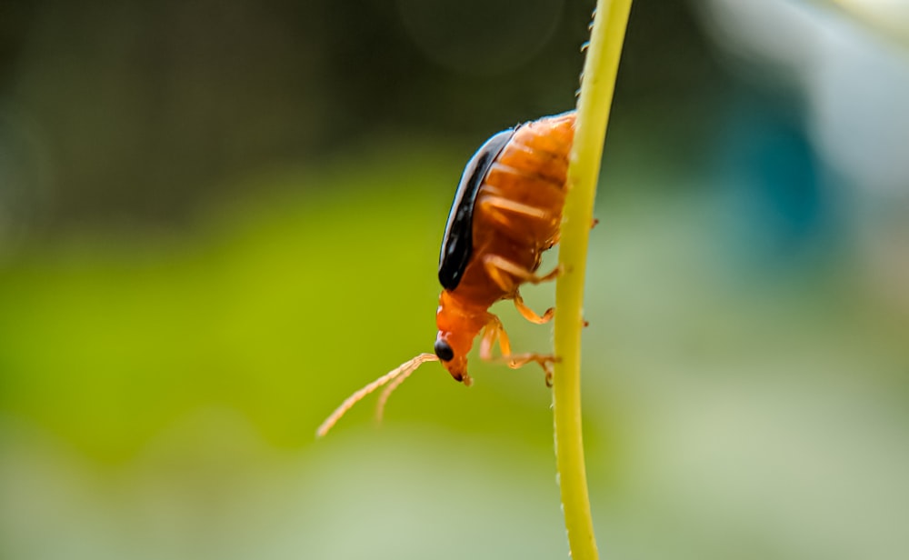 Escarabajo naranja y negro posado en tallo verde