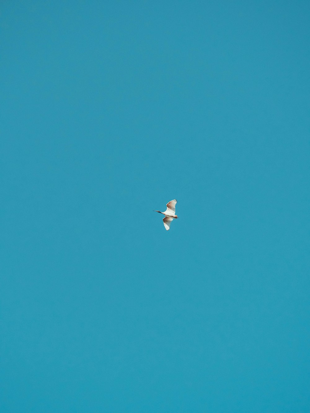 white bird flying under blue sky during daytime