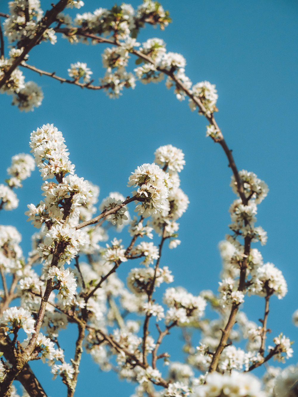 white flowers under blue sky during daytime