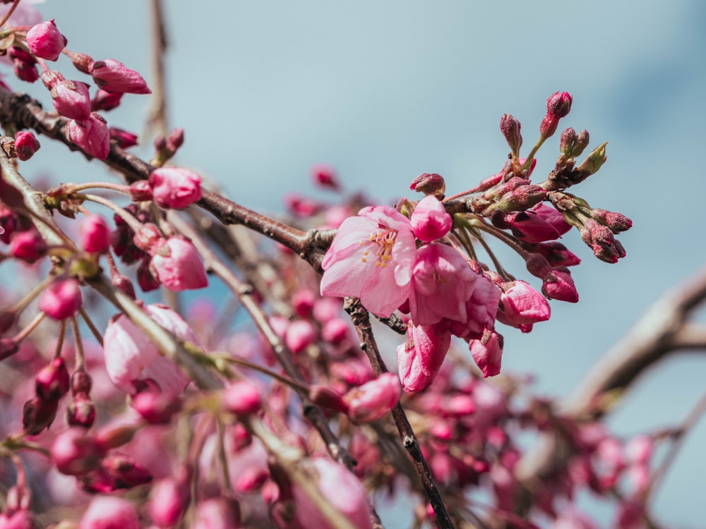 pink cherry blossom in bloom during daytime