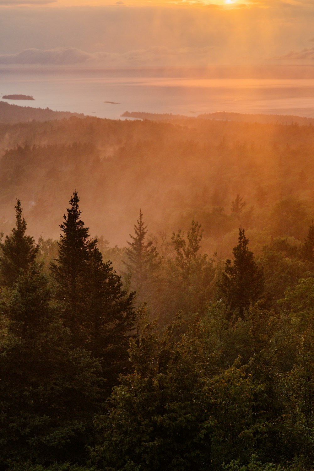 green pine trees during daytime