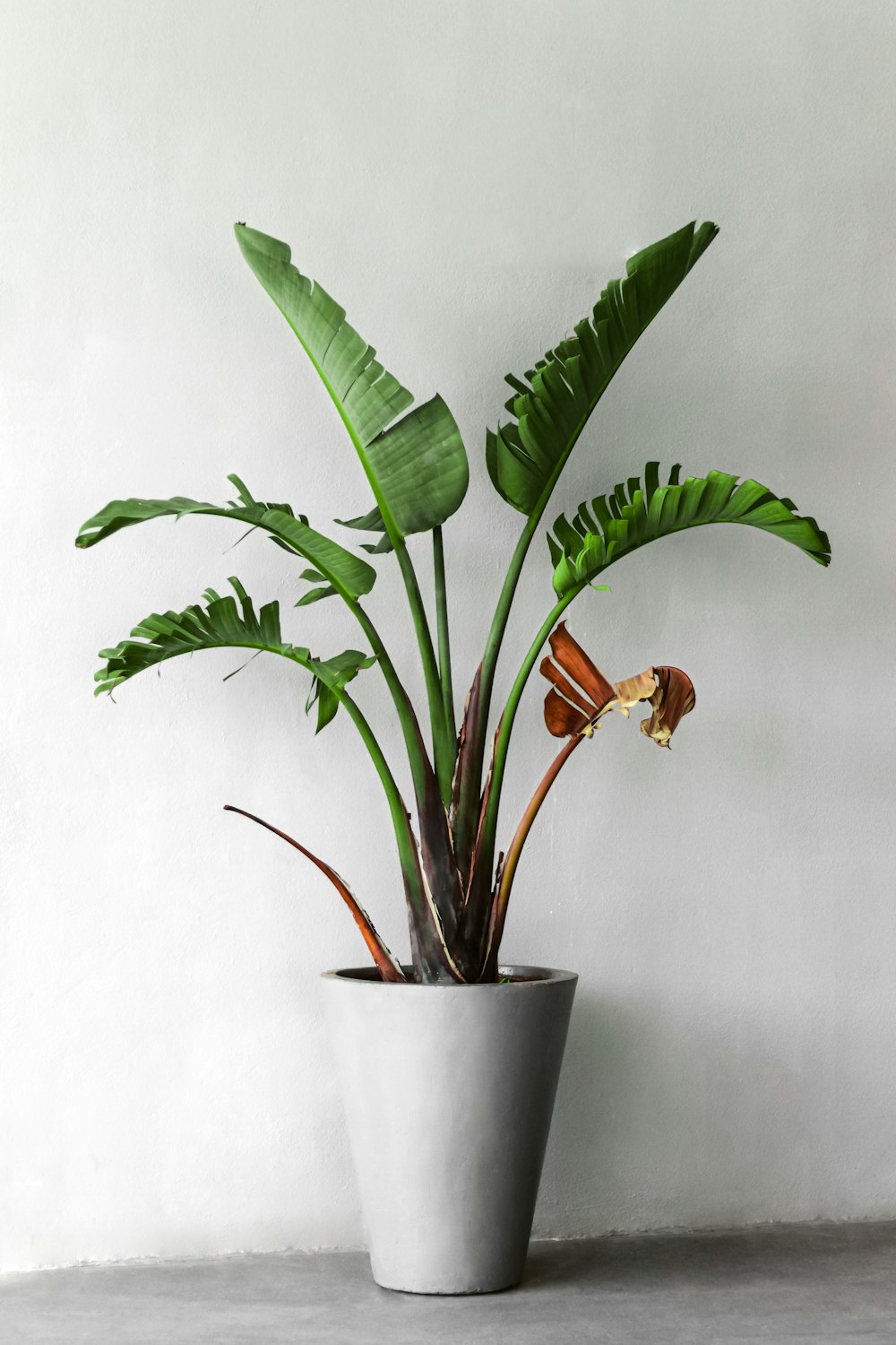 green plant in white ceramic pot