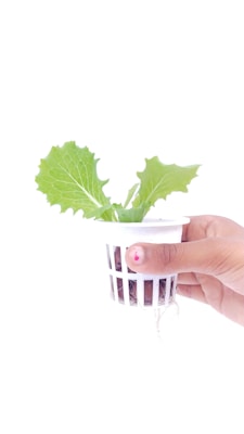 A small plant with green leaves is held in a person's hand. The plant is seated in a white plastic net pot with roots visible. The background is plain white, emphasizing the greenery of the plant.