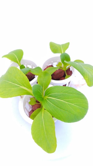 Three small green plants with large leaves are growing in white pots filled with clay pellets. The plants are vibrant and healthy, situated against a plain white background.