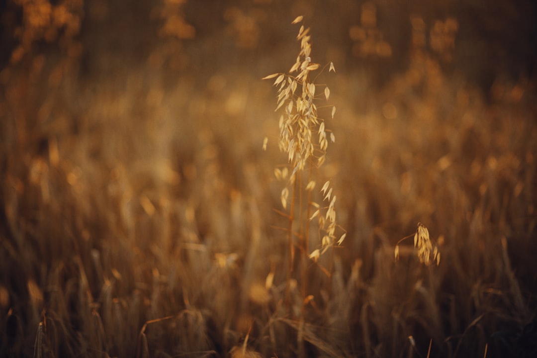 brown wheat field during daytime