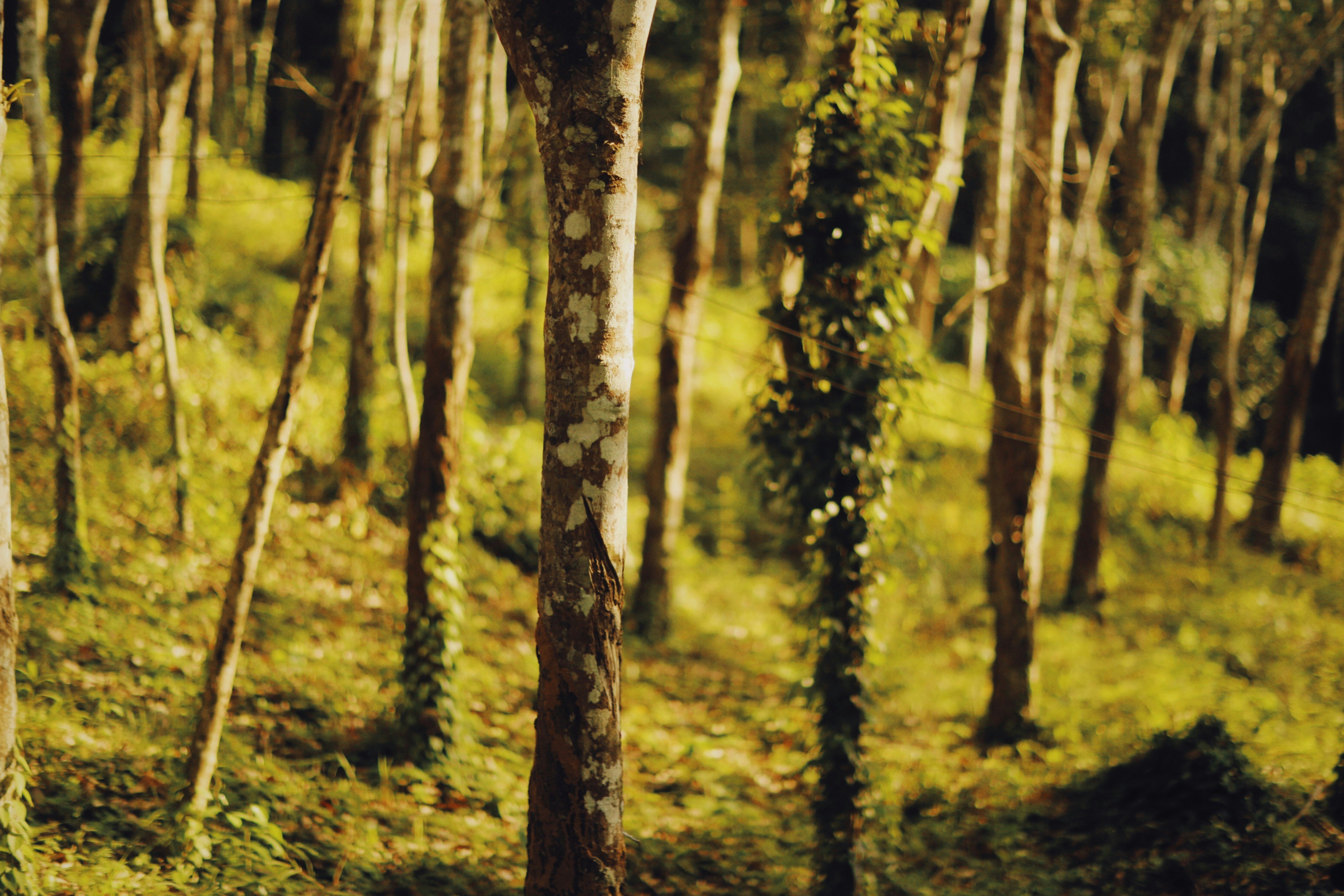 Photo by alexeydemidov