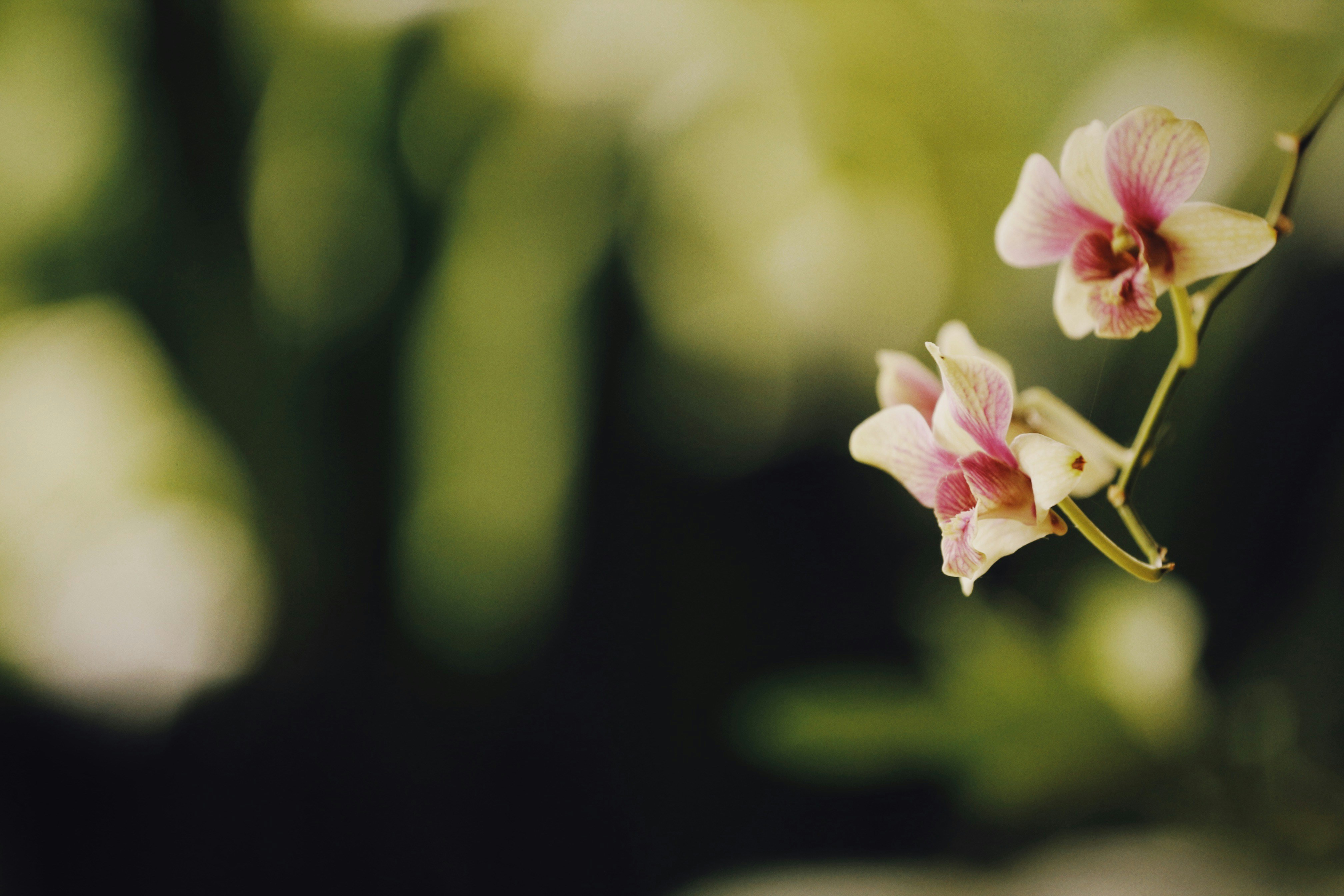 Photo by alexeydemidov