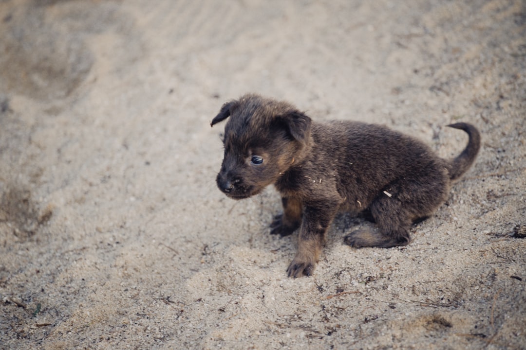 black short coated puppy on brown sand during daytime