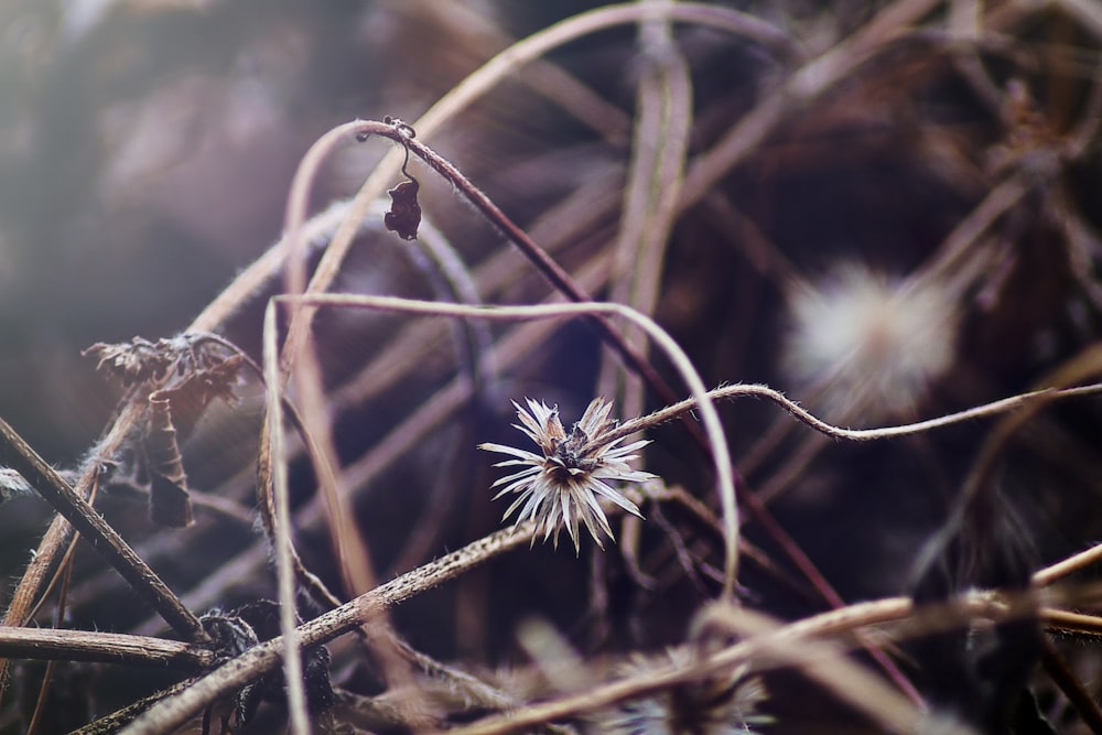 white dandelion in close up photography