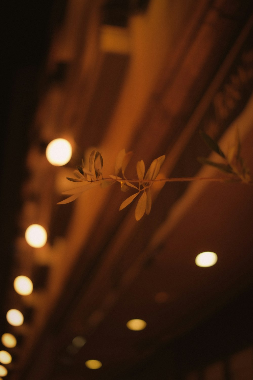 plante brune dans la photographie bokeh