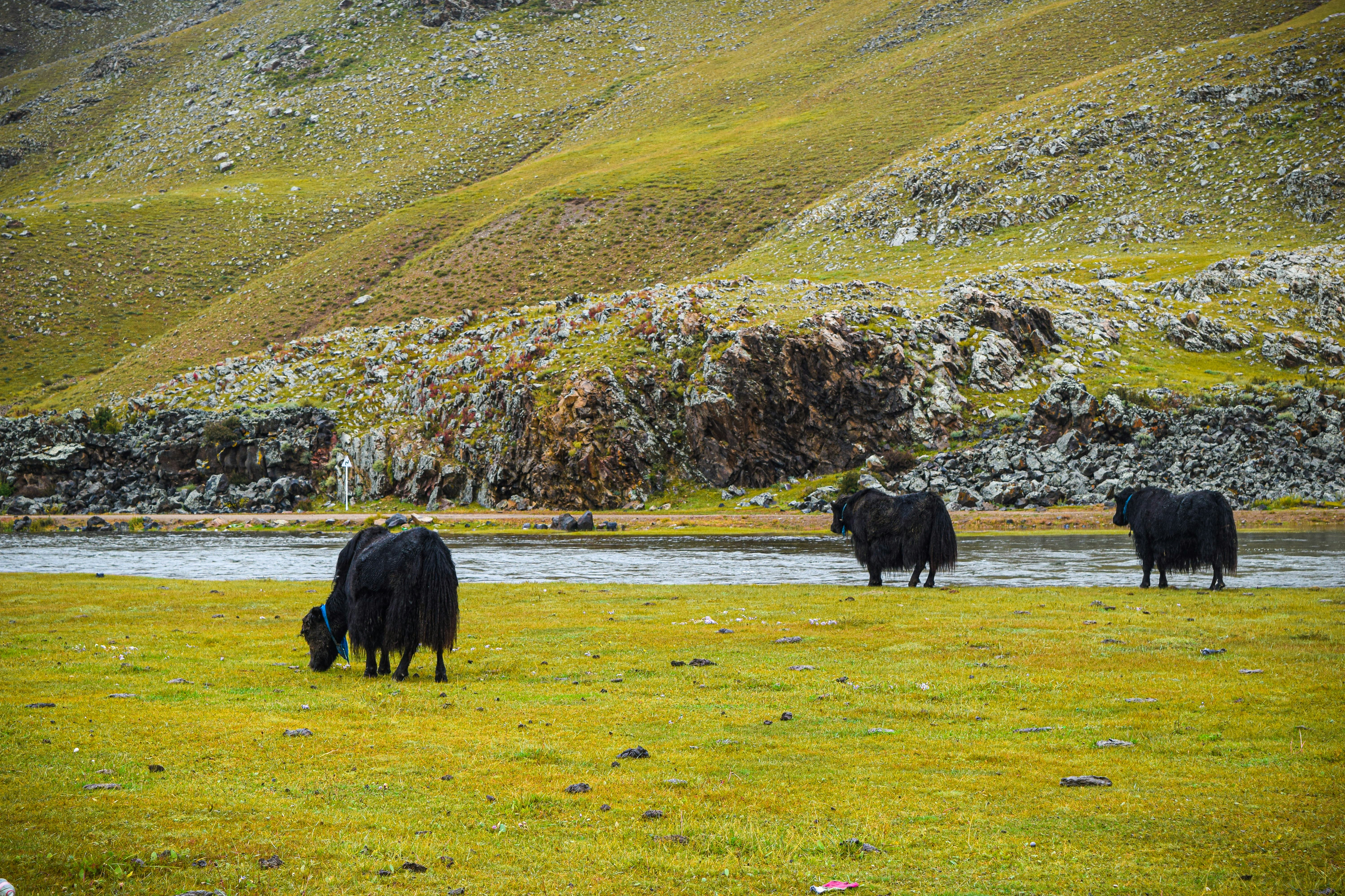 black cow on green grass field during daytime