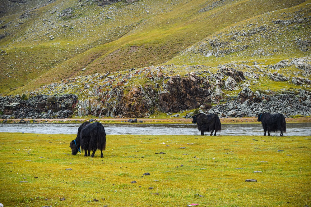 black cow on green grass field during daytime