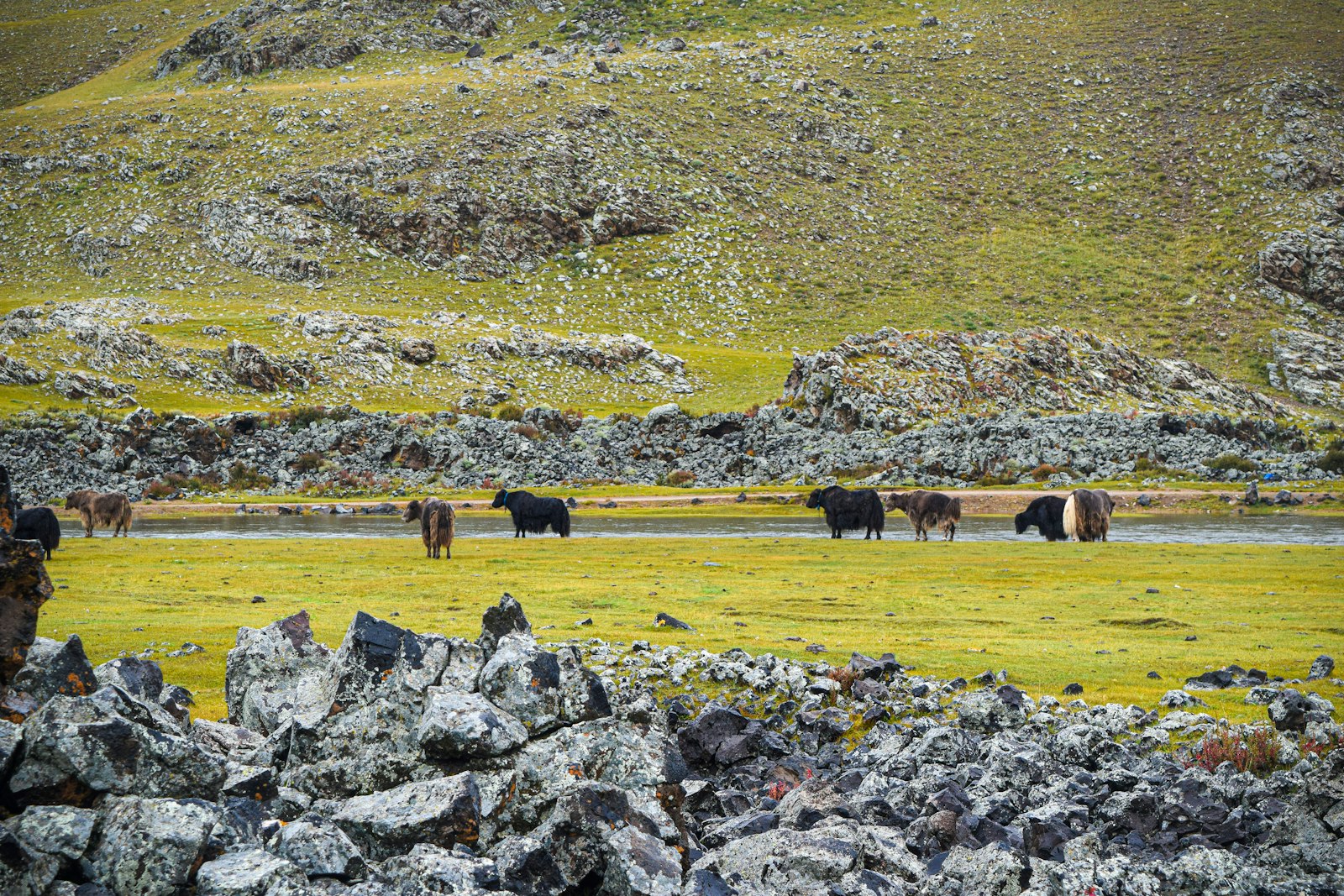 Yak på den mongolske steppe